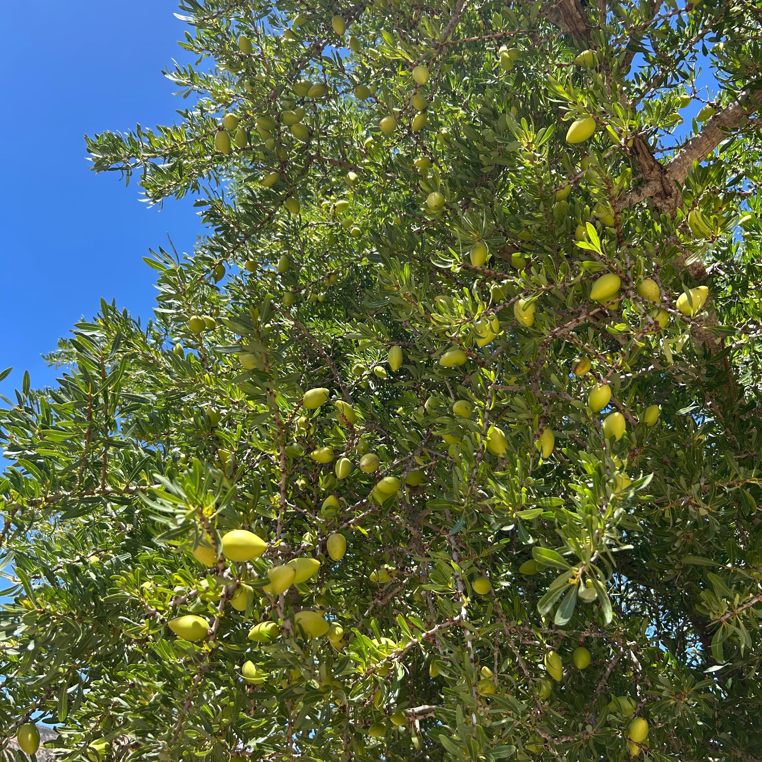 Zite Organic Argan Oil 30ml (100% Natural &amp; Organic)